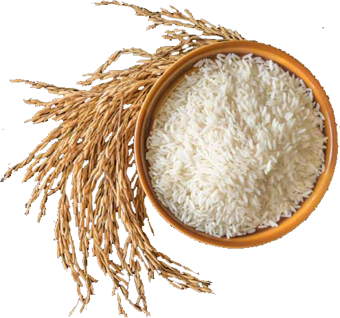 برنج جنوب